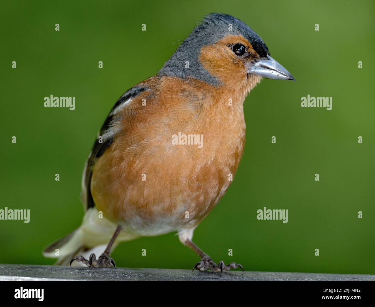 Der Eurasische Buchinch, oder einfach nur der Buchinch, ist ein weit verbreiteter kleiner Passinenvogel in der Familie der finken. Stockfoto