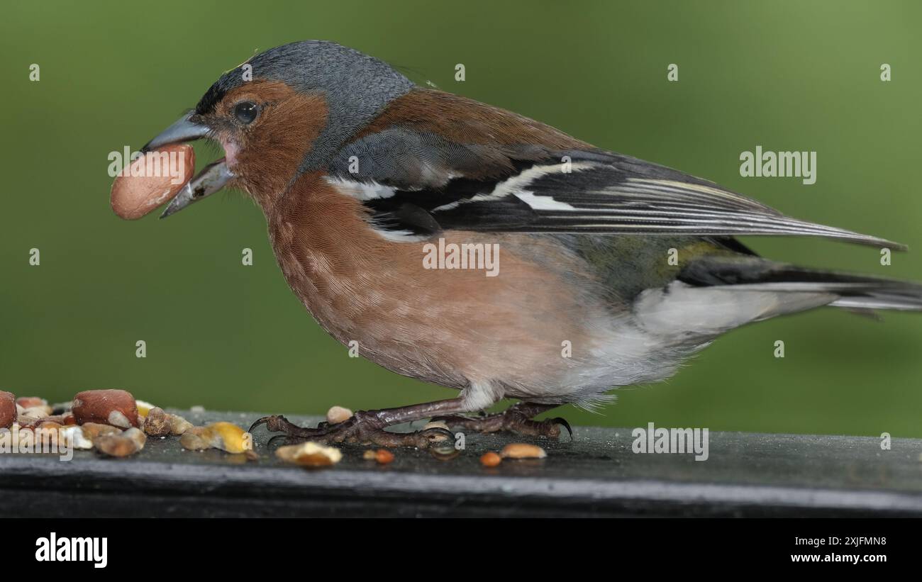 Der Eurasische Buchinch, oder einfach nur der Buchinch, ist ein weit verbreiteter kleiner Passinenvogel in der Familie der finken. Stockfoto