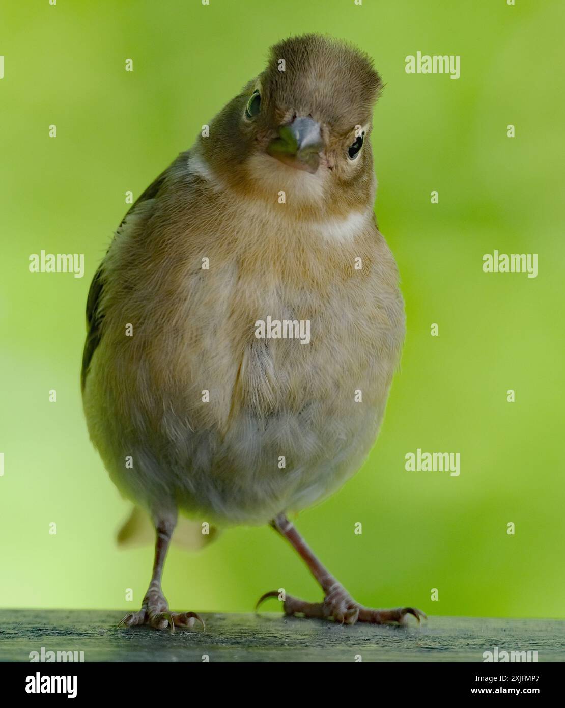 Der Eurasische Buchinch, oder einfach nur der Buchinch, ist ein weit verbreiteter kleiner Passinenvogel in der Familie der finken. Stockfoto