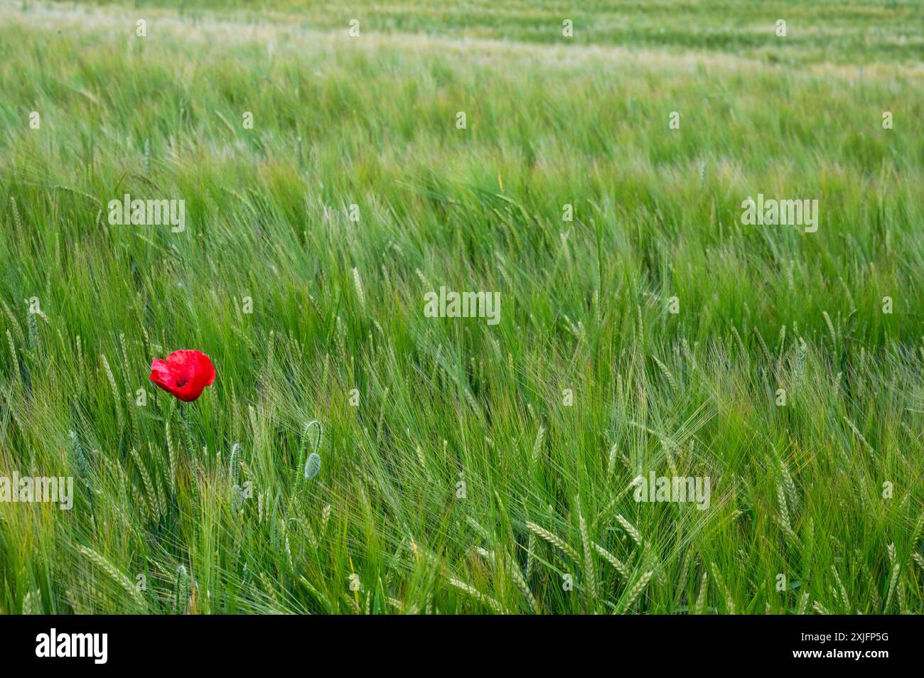 Solo Ed Mohnblume wächst auf einem Weizenfeld in Spanien Stockfoto
