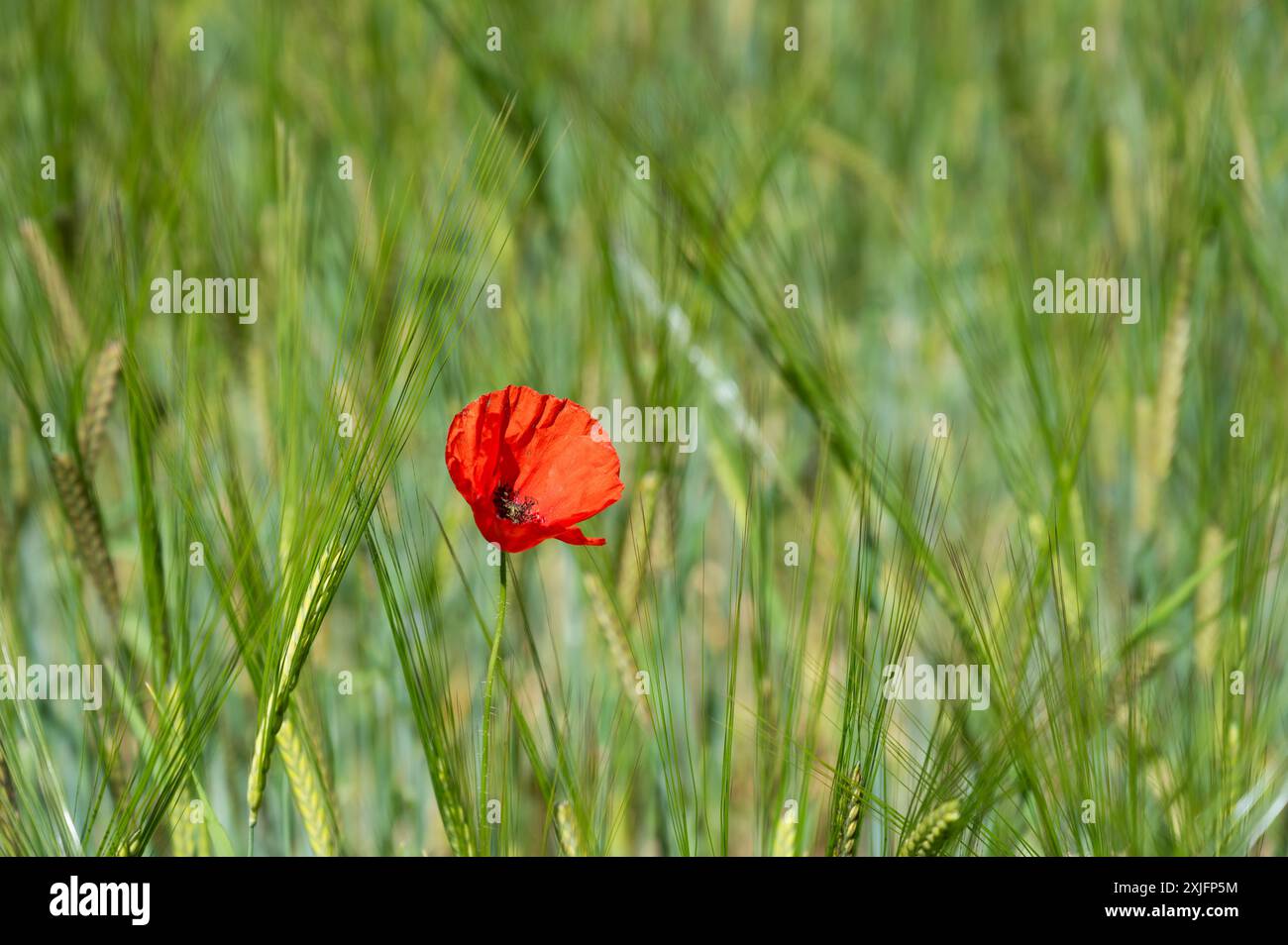 Solo Ed Mohnblume wächst auf einem Weizenfeld in Spanien Stockfoto