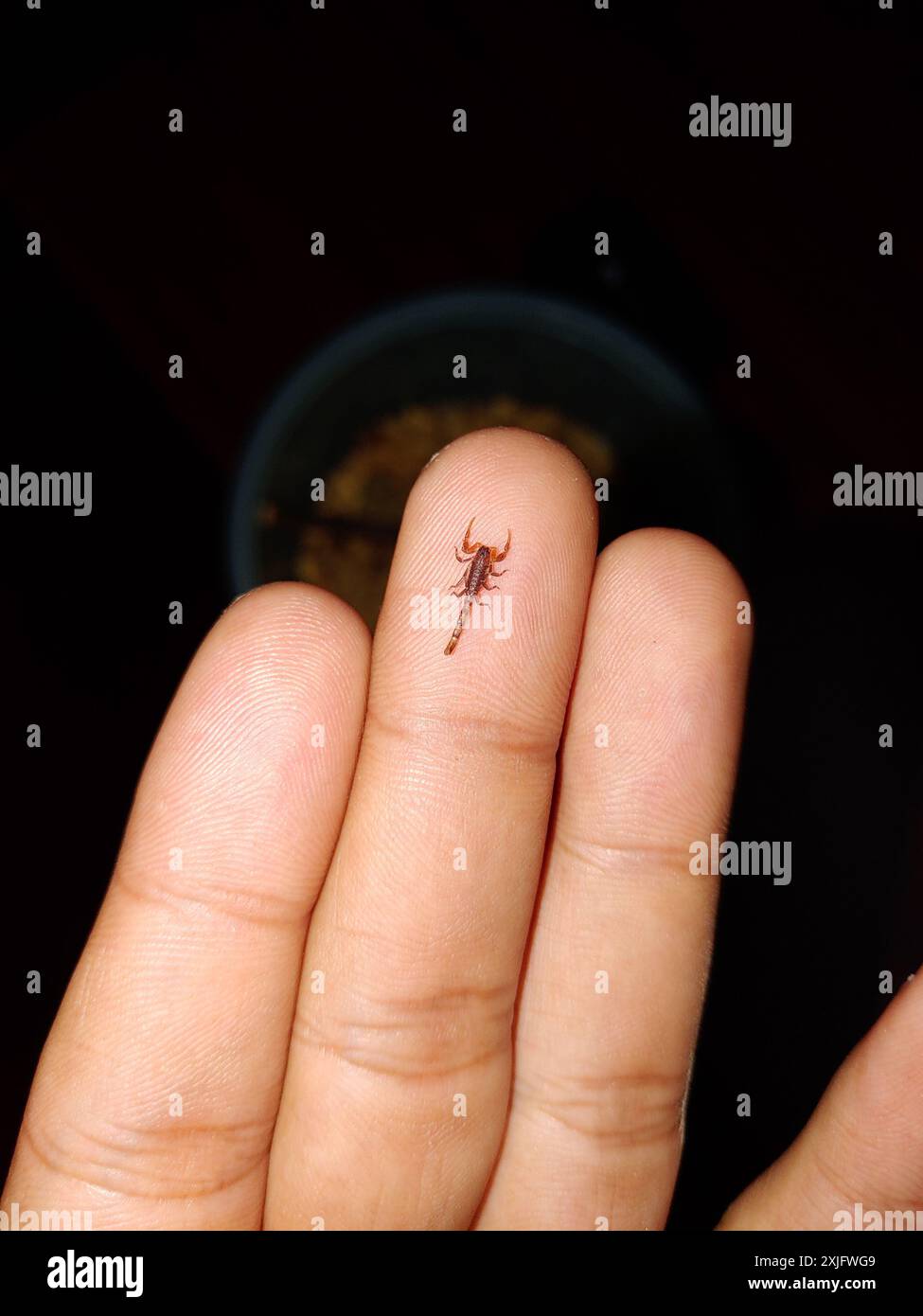 Baby Asiatische Wald Skorpion sitzen auf Fingerspitze in dunkler Nacht Stockfoto Stockfoto