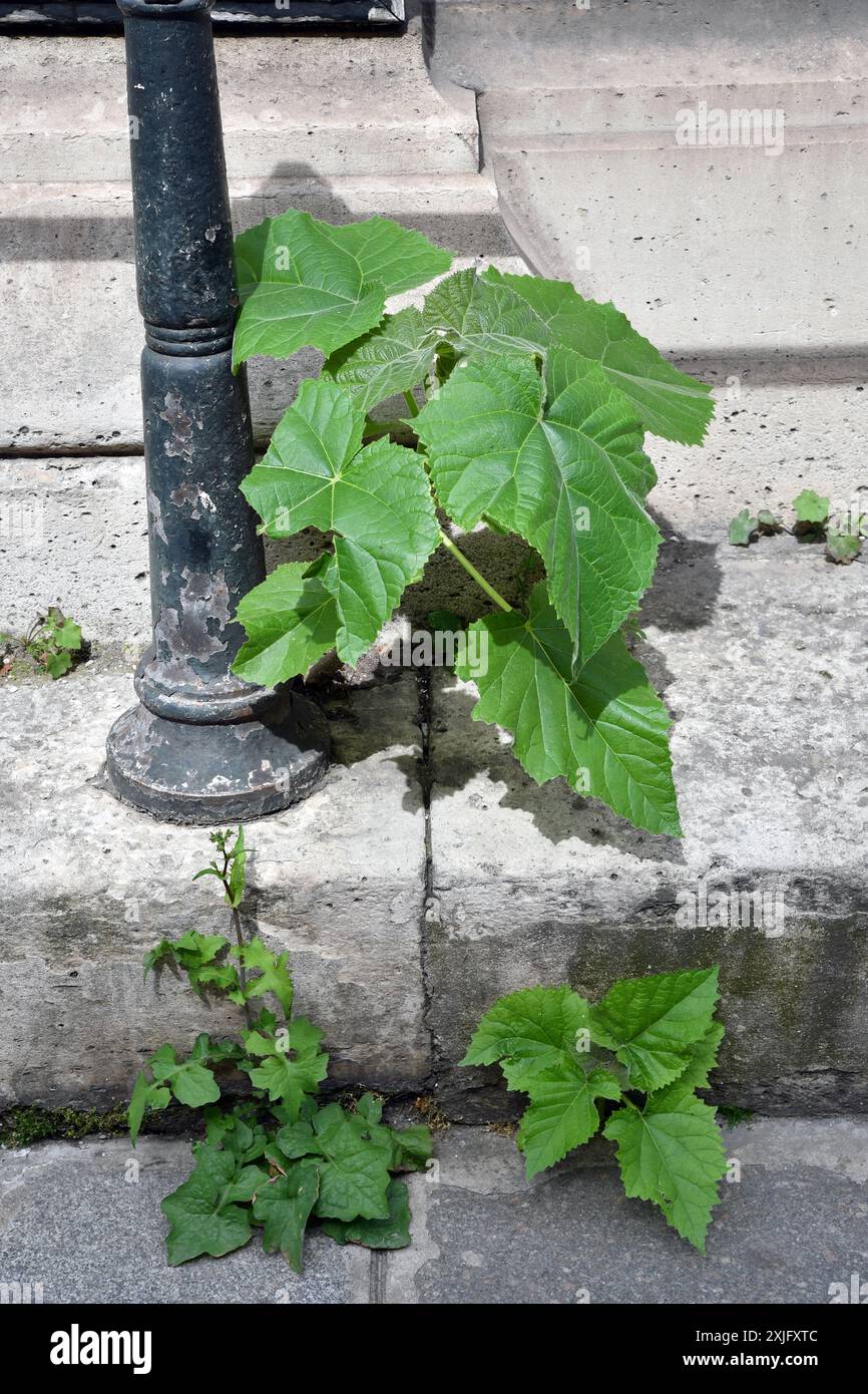 Pflanzen wachsen auf dem Bürgersteig in Paris - Frankreich Stockfoto