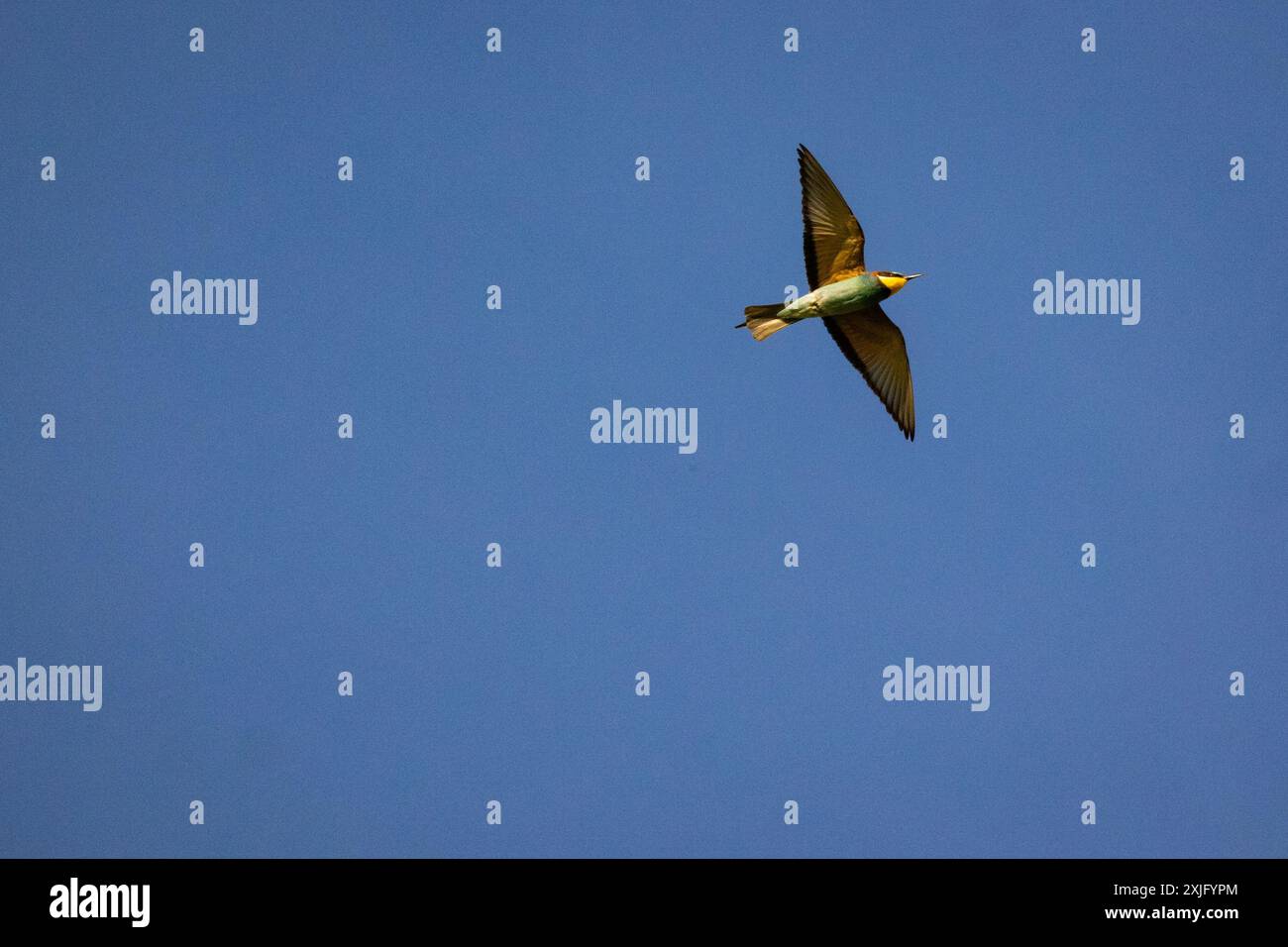 Bienenfresser im Flug Stockfoto