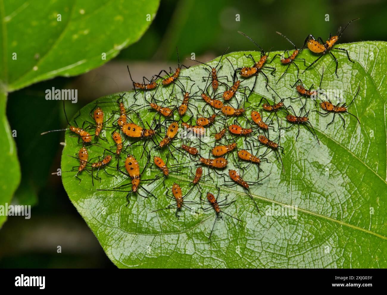 Milkweed Attentäter Käfer Nymphe Insekten zelus longipes linnaeus auf Blatt Natur Frühjahrsbekämpfung. Stockfoto