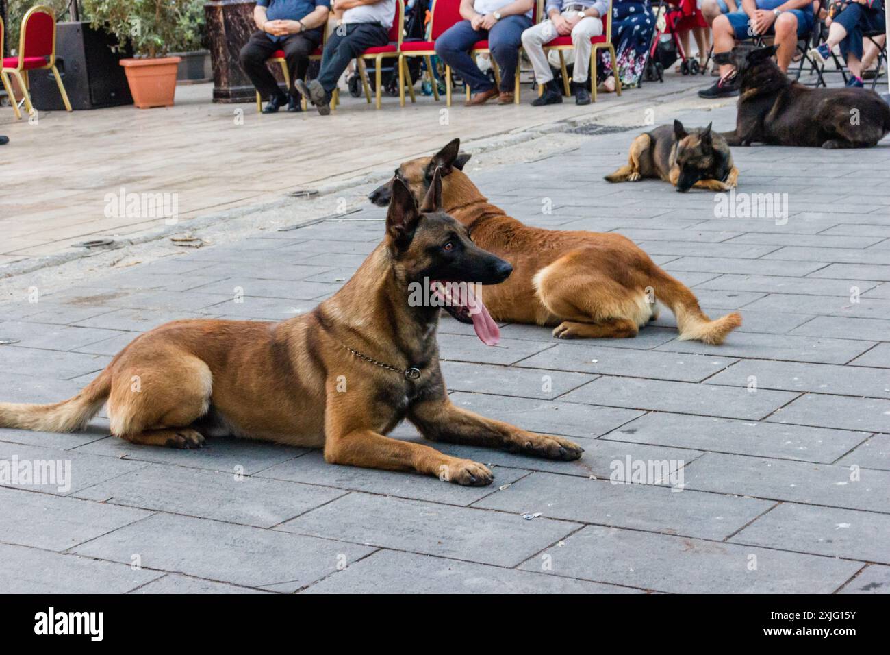 VICTORIA, GOZO - 9. JULI 2024 Malta Polizeishow mit Polizeihunden und Handlern des K9-Teams Stockfoto