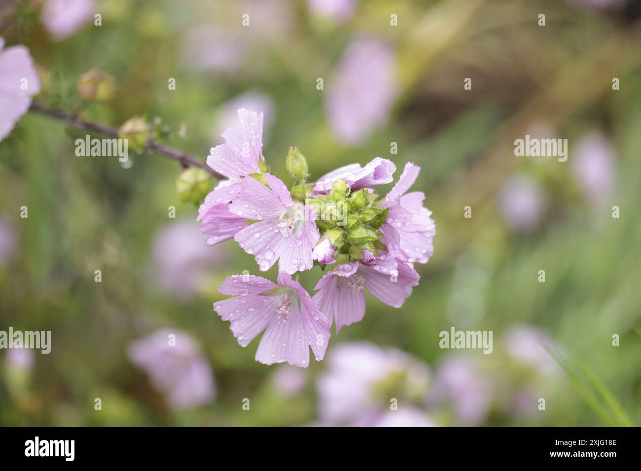 Rosa Moschusmasche in Blüte im Frühsommer Stockfoto