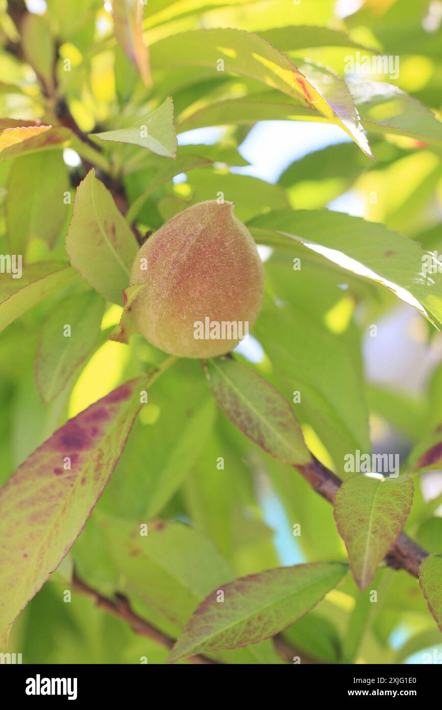 Junger Pfirsich reift im Frühsommer auf Bäumen Stockfoto