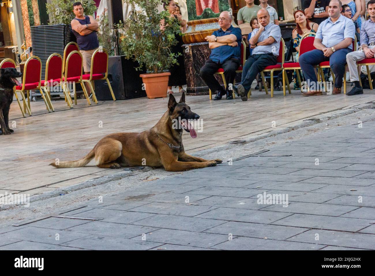 VICTORIA, GOZO - 9. JULI 2024 Malta Polizeishow mit Polizeihunden und Handlern des K9-Teams Stockfoto