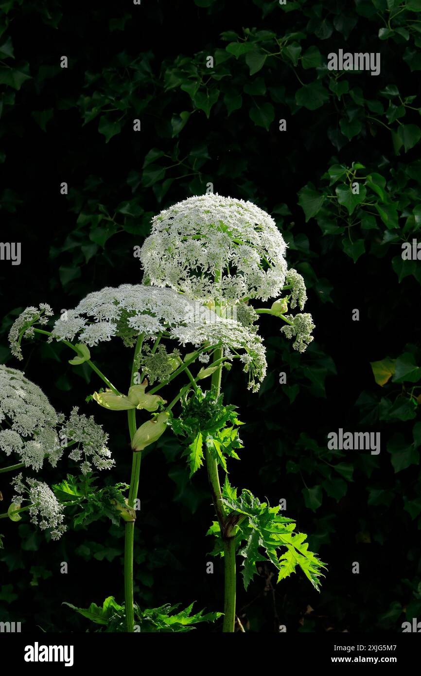 Riesenhogweed (Heracleum mantegazzianum), auf dem Müllboden, Cardiff, Südwales. Stockfoto