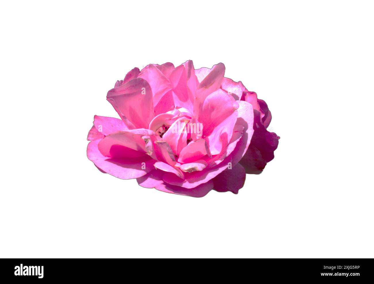 Ein atemberaubendes, isoliertes PNG-Bild einer rosa Rose mit zarten Blütenblättern und leuchtenden Farben. Perfekt für Blumenmotive, romantische Motive und Natur Stockfoto