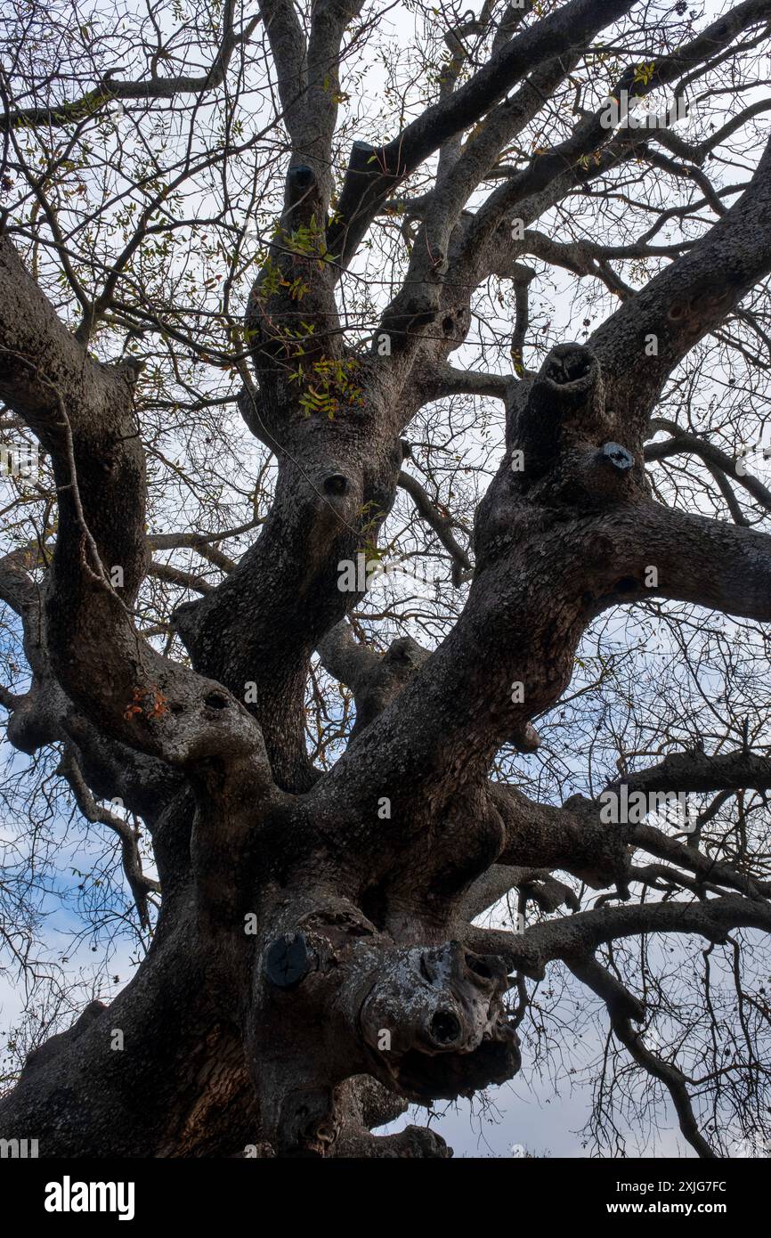 Majestätischer alter Baum mit komplizierten Ästen. Stockfoto