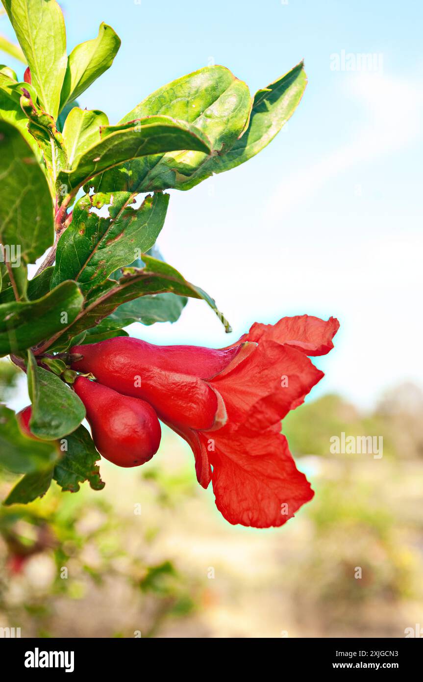 Granatapfel auf dem Baum. Das Juwel der Natur im Obstgarten Spaniens. Stockfoto