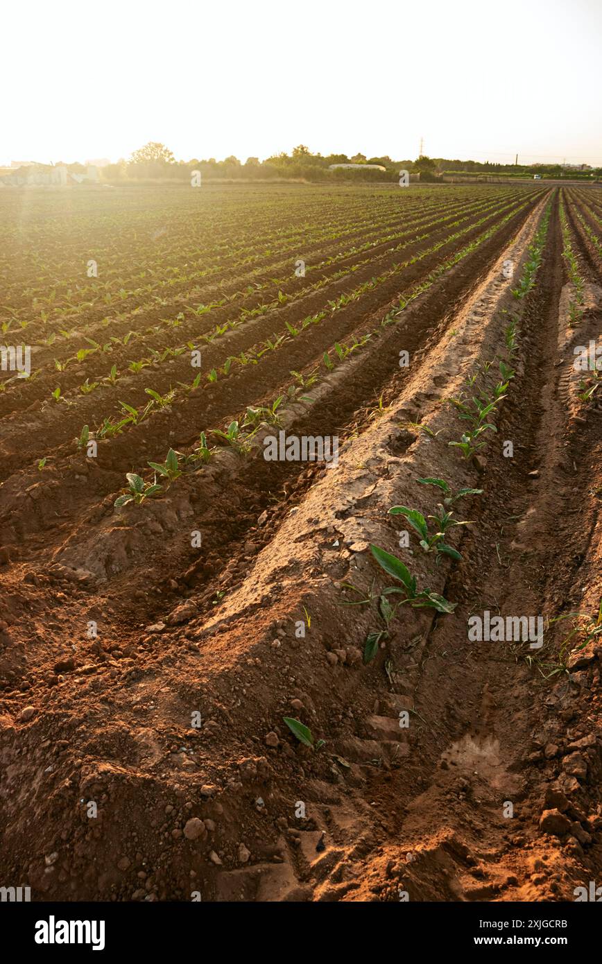 Neu Gepflanzt. Die Anfänge des neuen Wachstums im spanischen Garten. Stockfoto