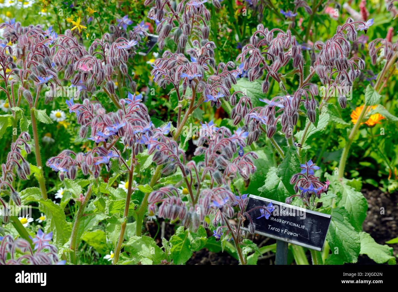 Borago officinalis - Borage - mit Etikett, blühend im Cowbridge Physic Garden, Vale of Glamorgan (bei Cardiff), aufgenommen im Juli 2024 Stockfoto