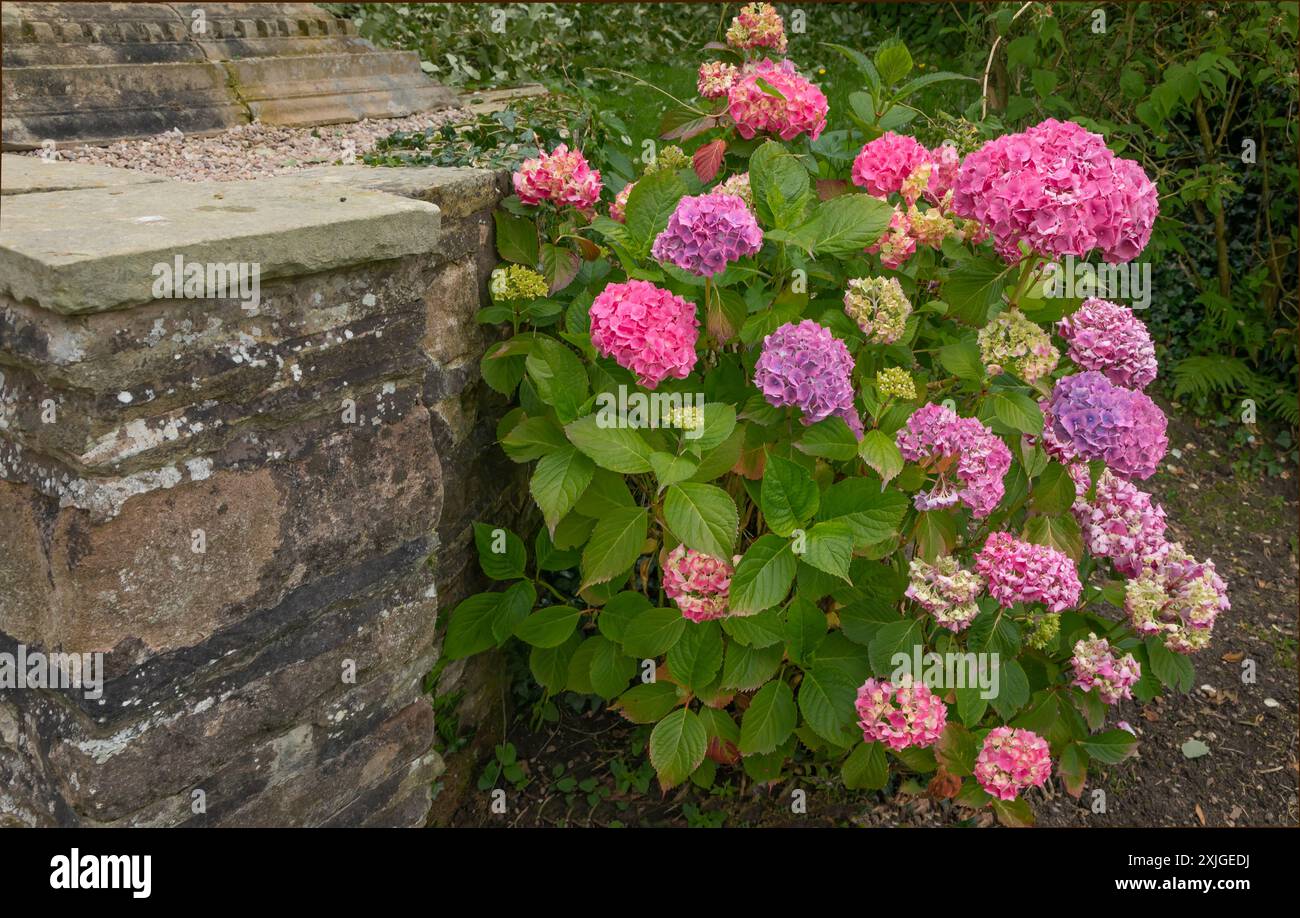 Mehrfarbige Hydrengea Pflanze in voller Blüte mit violetten, rosa und cremefarbenen Blüten Stockfoto