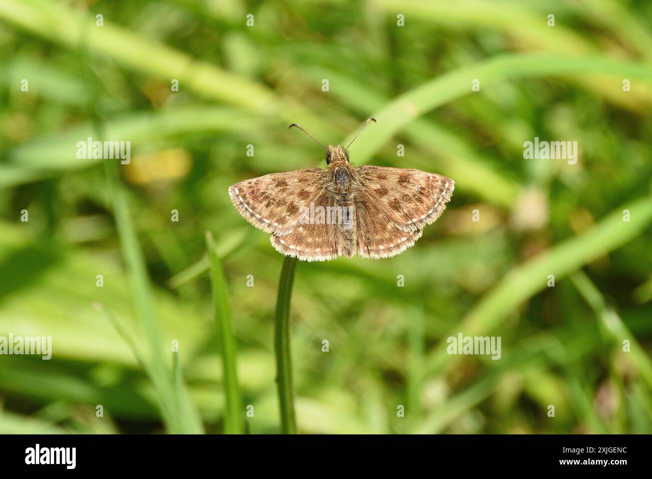 Ein schmuddeliger Skipper ruht auf einem Stamm auf einer geschützten Wiese. Buckinghamshire, England, Vereinigtes Königreich. Stockfoto