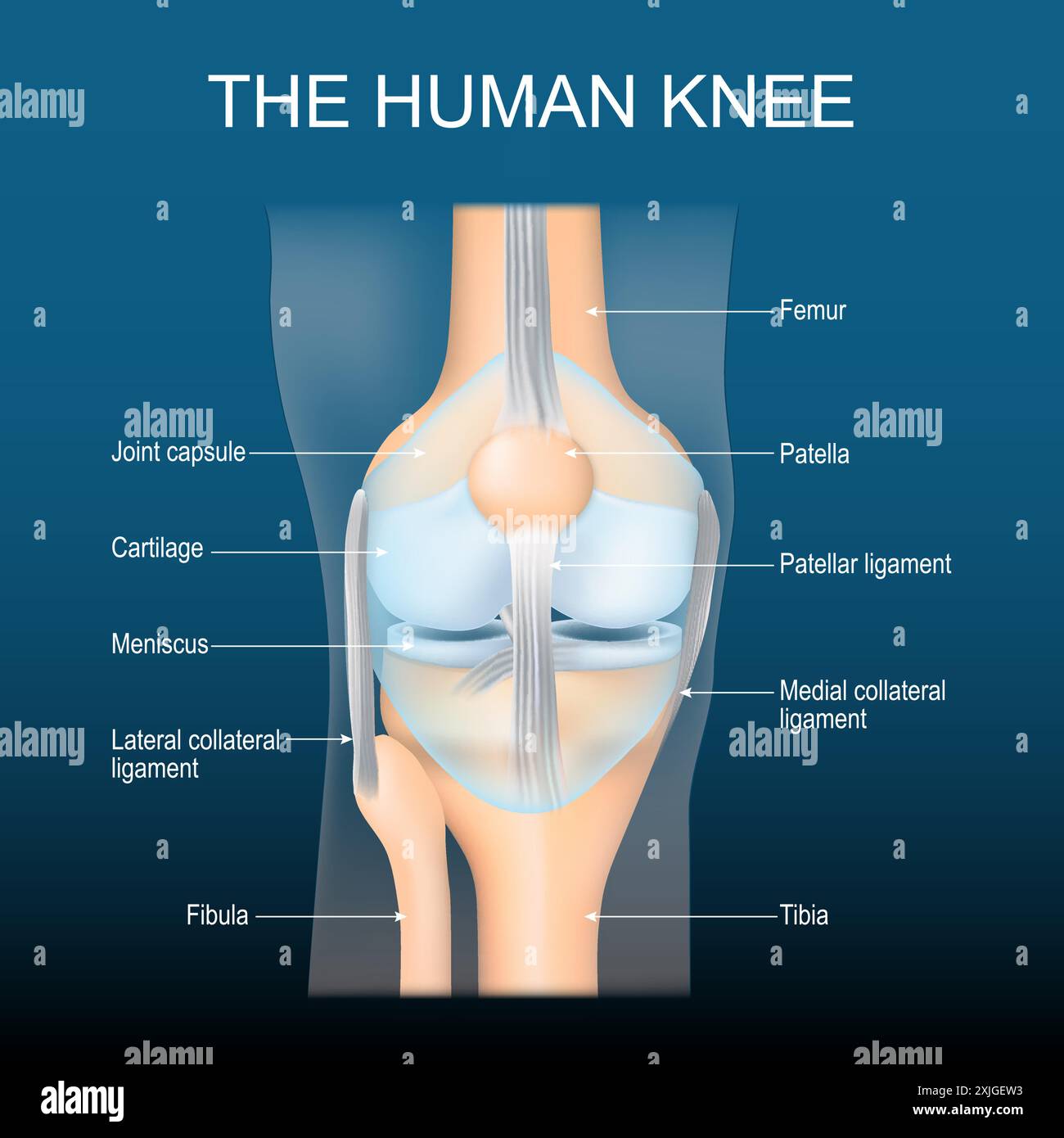 Die Knieanatomie. Die Kniegelenkstruktur. Vorderansicht des menschlichen Kniegelenkes mit leuchtender Wirkung. Realistische transparente blaue Verbindung auf dunklem Hintergrund. Poster mit Text Stock Vektor