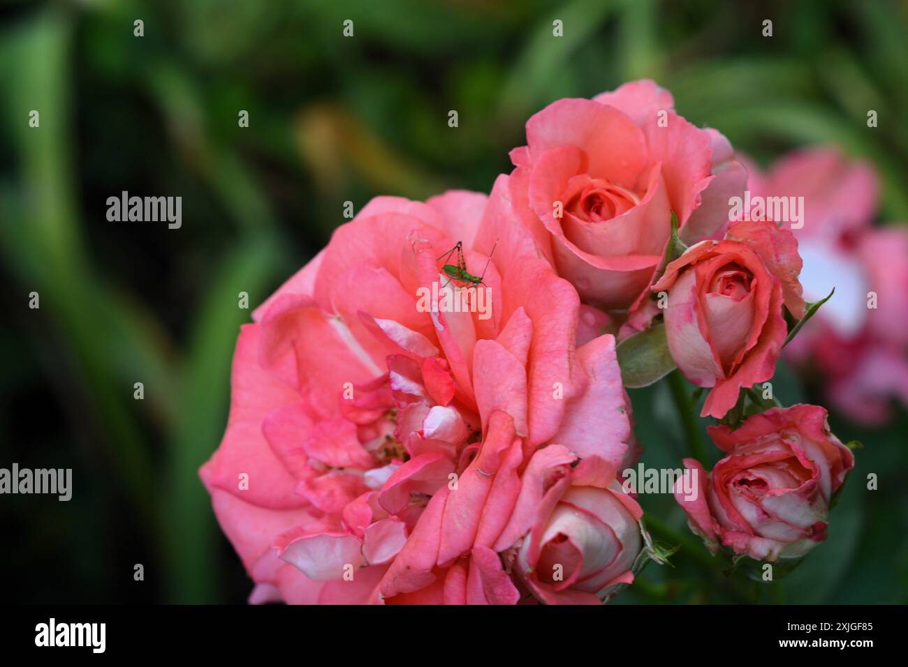 Ein grünes Blattlaus steht auf einer offenen rosa Rosenblüte, während das Blattlaus die Rosenblätter frisst. Stockfoto