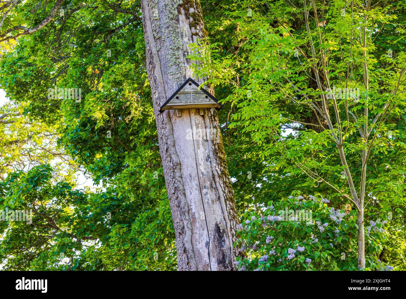 Dreieckiges Vogelhaus auf einem moosbedeckten Baumstamm mit abblätternder Rinde in der Sommersonne. Schweden. Stockfoto