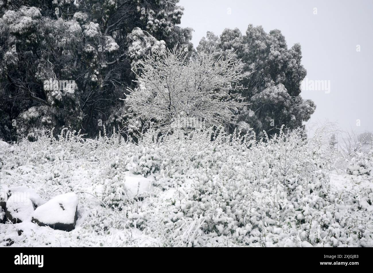 Schneeszene in den Golanhöhen, Israel Stockfoto
