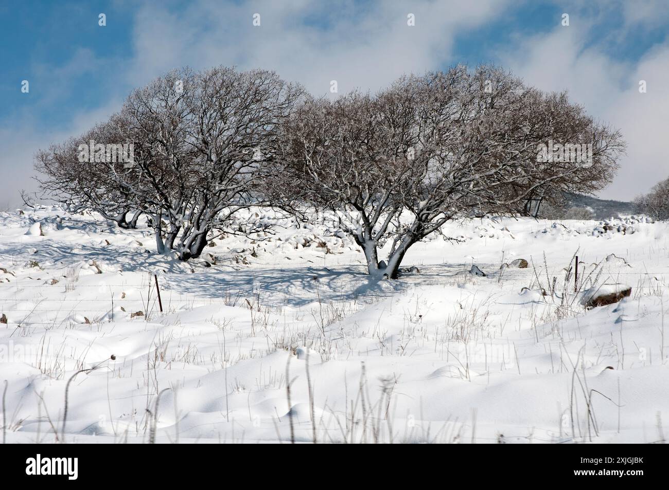Schneeszene in den Golanhöhen, Israel Stockfoto