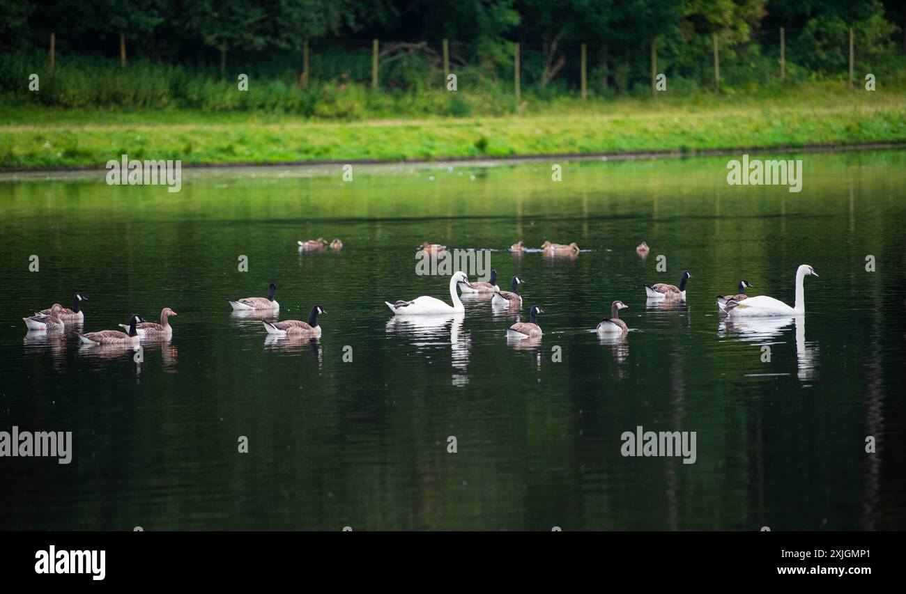 Ripon, North Yorkshire, 18. Juli 2024. Eine Familie von Schwänen wird im Studley Lake im Studley Royal Park gesehen. Stockfoto