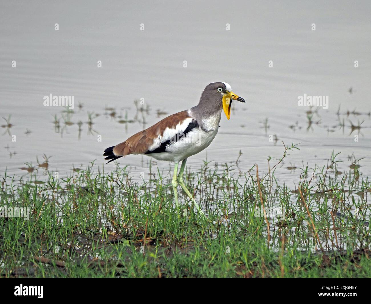 Weiß gekrönter Lapwing (Vanellus albiceps) mit gelben Watscheln, die am Rande des Manze-Sees im Nyerere-Nationalpark, Tansania, Afrika, waten Stockfoto