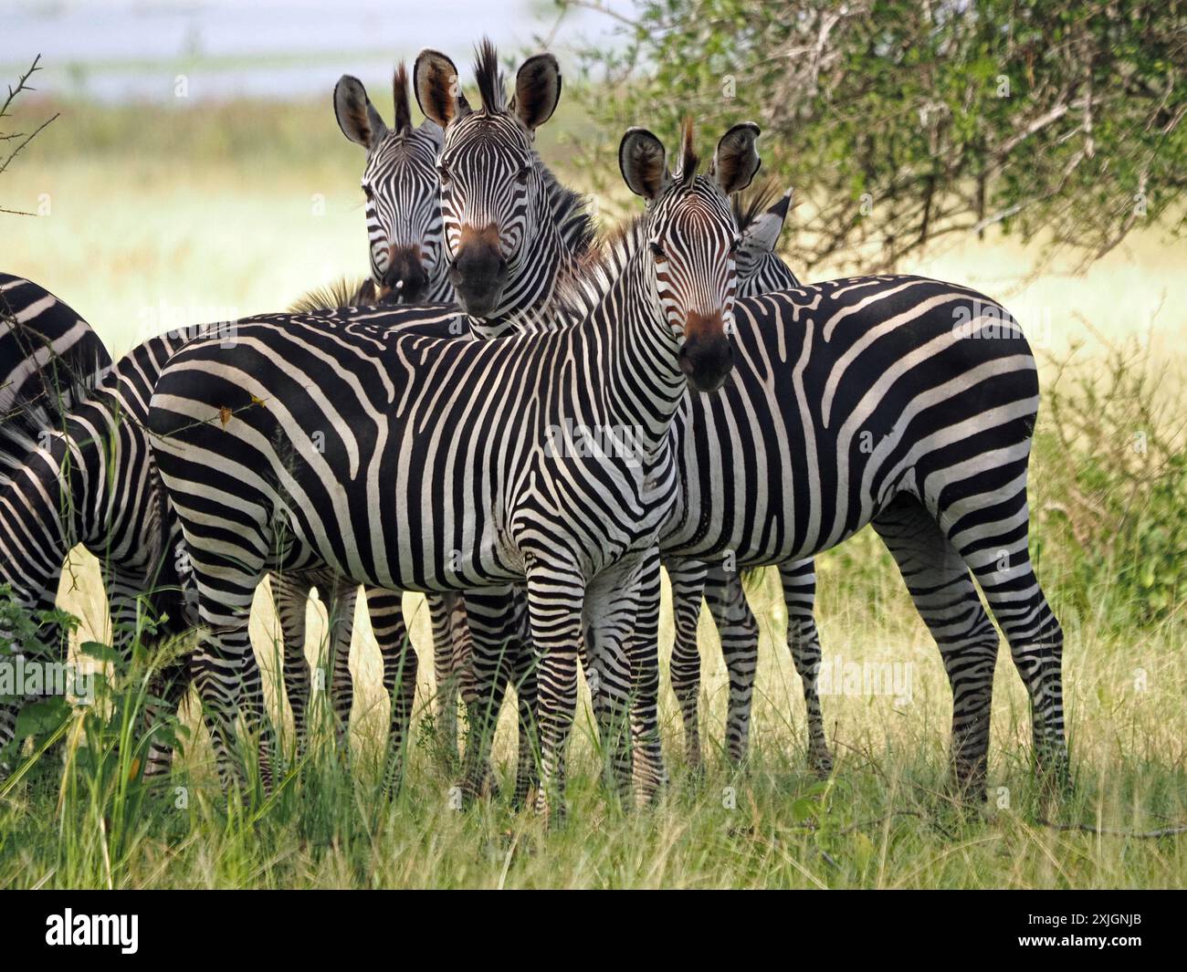 Im Nyerere-Nationalpark, Tansania, Afrika, überlappt von gesunden Wachebras oder Burchells Zebra (Equus Burchelli) mit vielen gestreiften Beinen Stockfoto