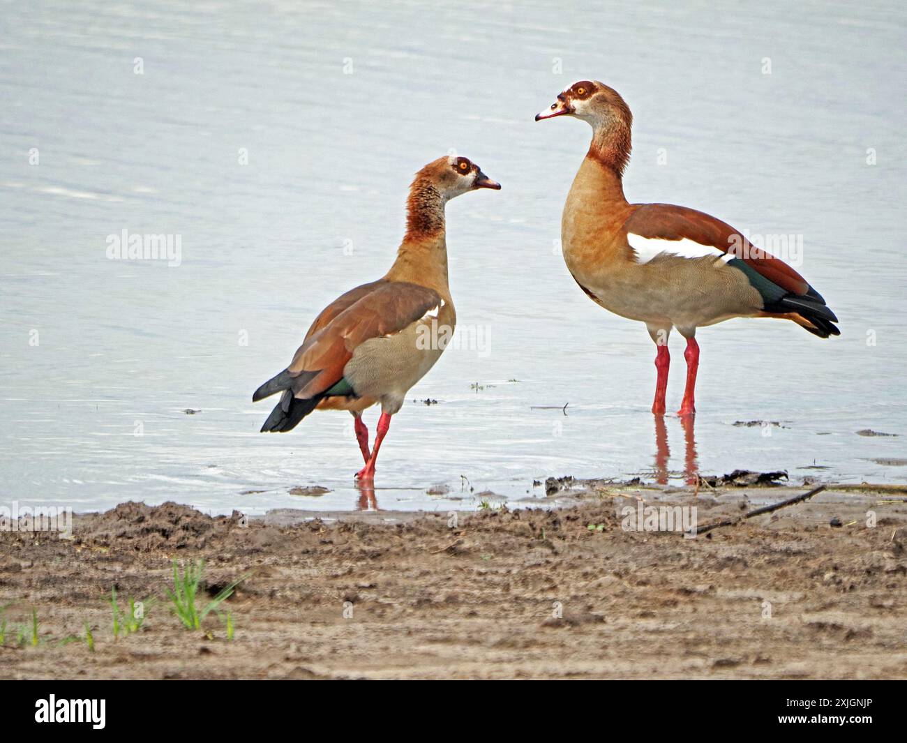 Paar ägyptische Gans (Alopochen aegyptiaca) im Zuchtgefieder am Ufer des Manze-Nyerere-Nationalparks in Tansania, Afrika Stockfoto