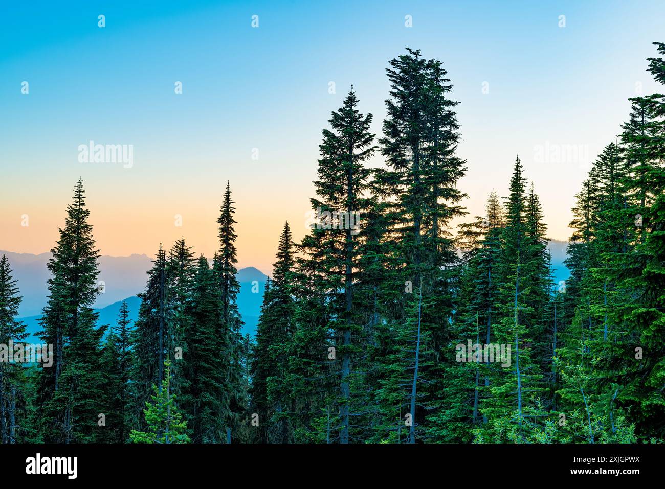 Blick auf den Mount Rainier National Park, Washington State, USA Stockfoto