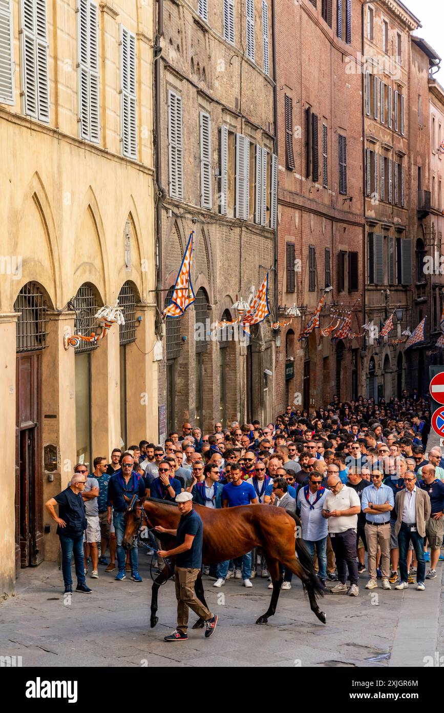 Die Nicchio (Shell) Contrada nehmen ihr Pferd durch die Straßen von Siena zur Piazza del Campo für Ein morgendliches Trial Race, das Palio, Siena, Italien. Stockfoto