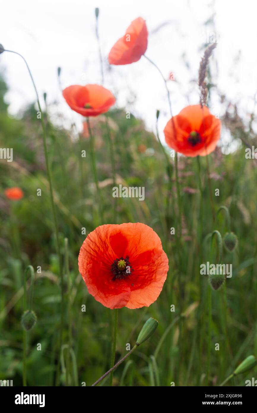 Nahaufnahme von wilden Mohnblumen auf einer Wiese an einem sonnigen Sommermorgen Stockfoto