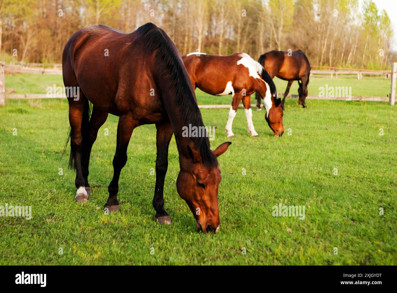 Rennpferde. Bay Horse weidet auf dem grünen Feld neben mehreren Pferden. Pferdesportschule. Pflege von Haustieren. Veterinärdienste. Stockfoto