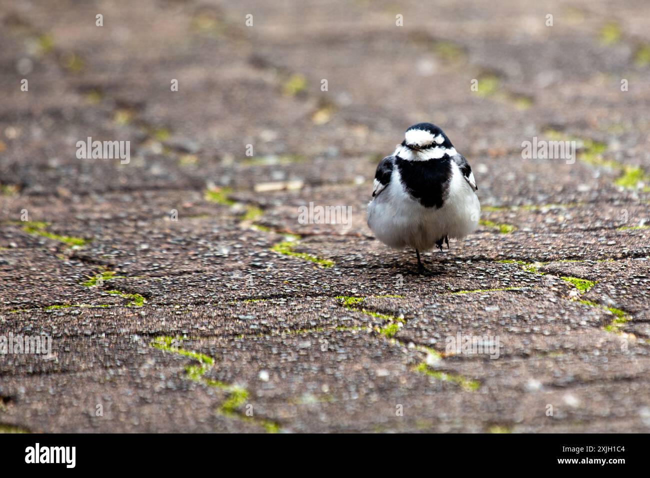 Der weiße Wagtail mit seinem auffälligen schwarzen, weißen und grauen Gefieder kommt häufig auf offenen Feldern und in der Nähe von Gewässern in Europa und Asien vor. It Stockfoto