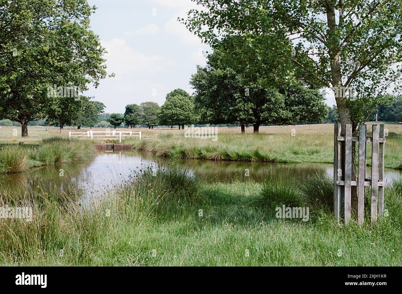 Teich und junge Bäume im Richmond Park, Greater London UK, im Sommer Stockfoto