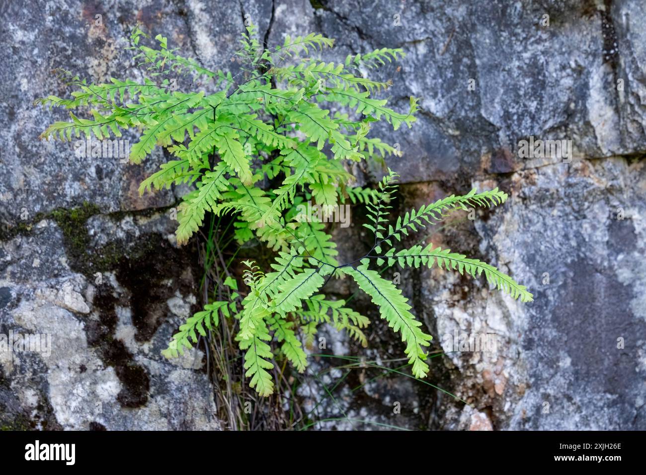 Finger farn -Fotos und -Bildmaterial in hoher Auflsung  Alamy