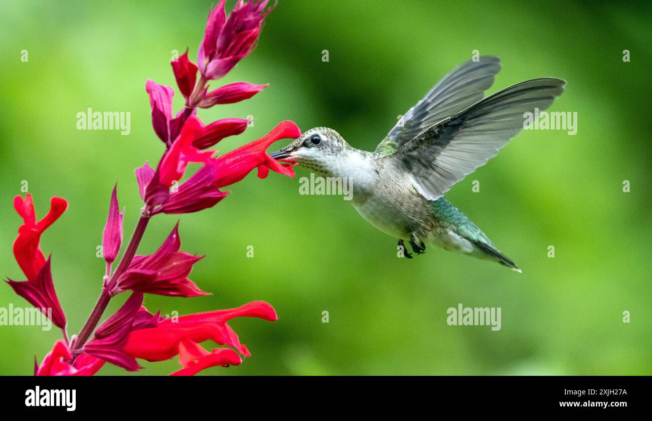 Nahaufnahme eines Kolibri mit Rubinkehle, der Nektar von roten Salbeiblüten in Quebec, Kanada, ernährt. Der Hintergrund ist Bokeh grün. Stockfoto