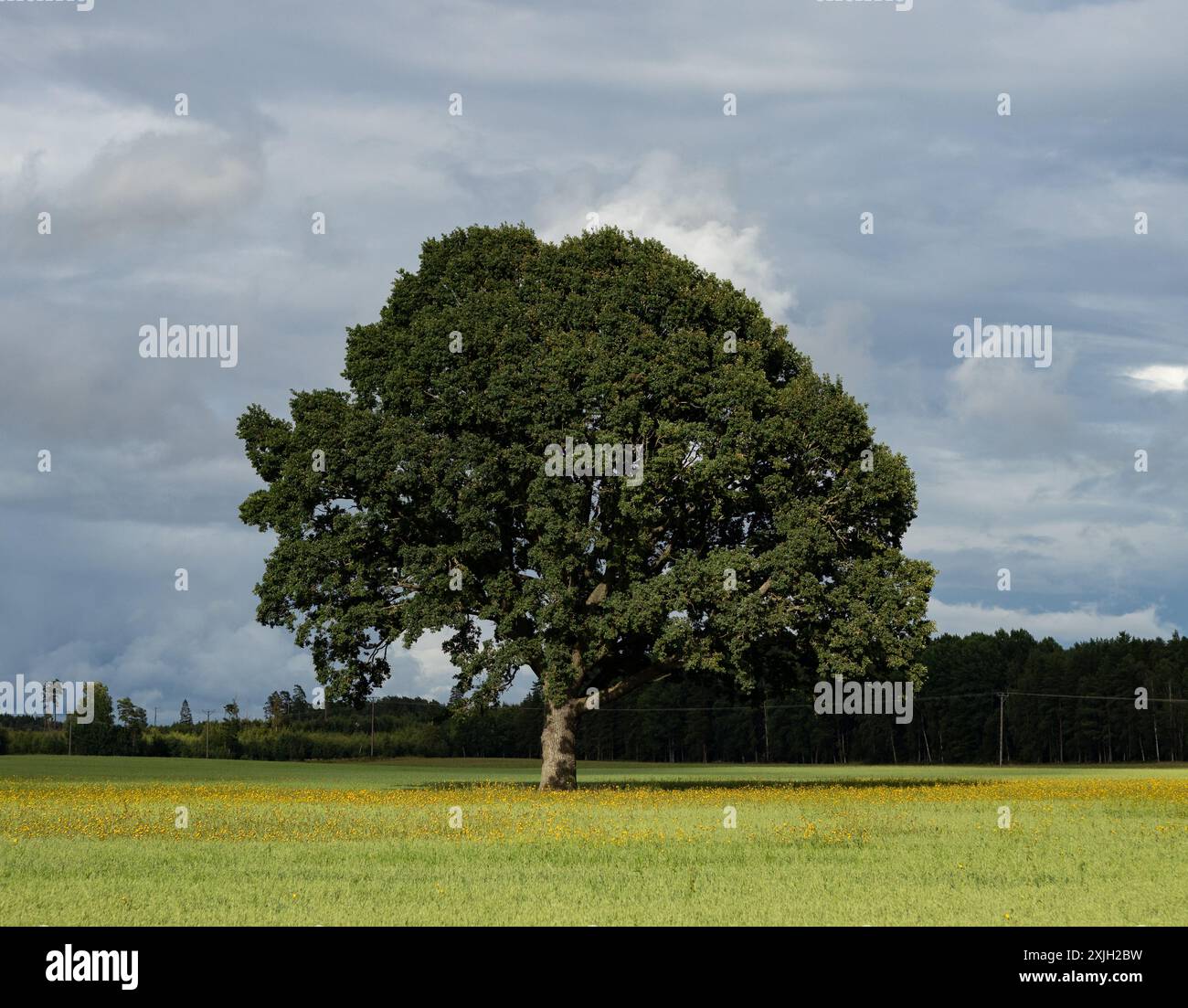 Großer einsamer Baum in einem Feld mit gelben Blumen. Stockfoto