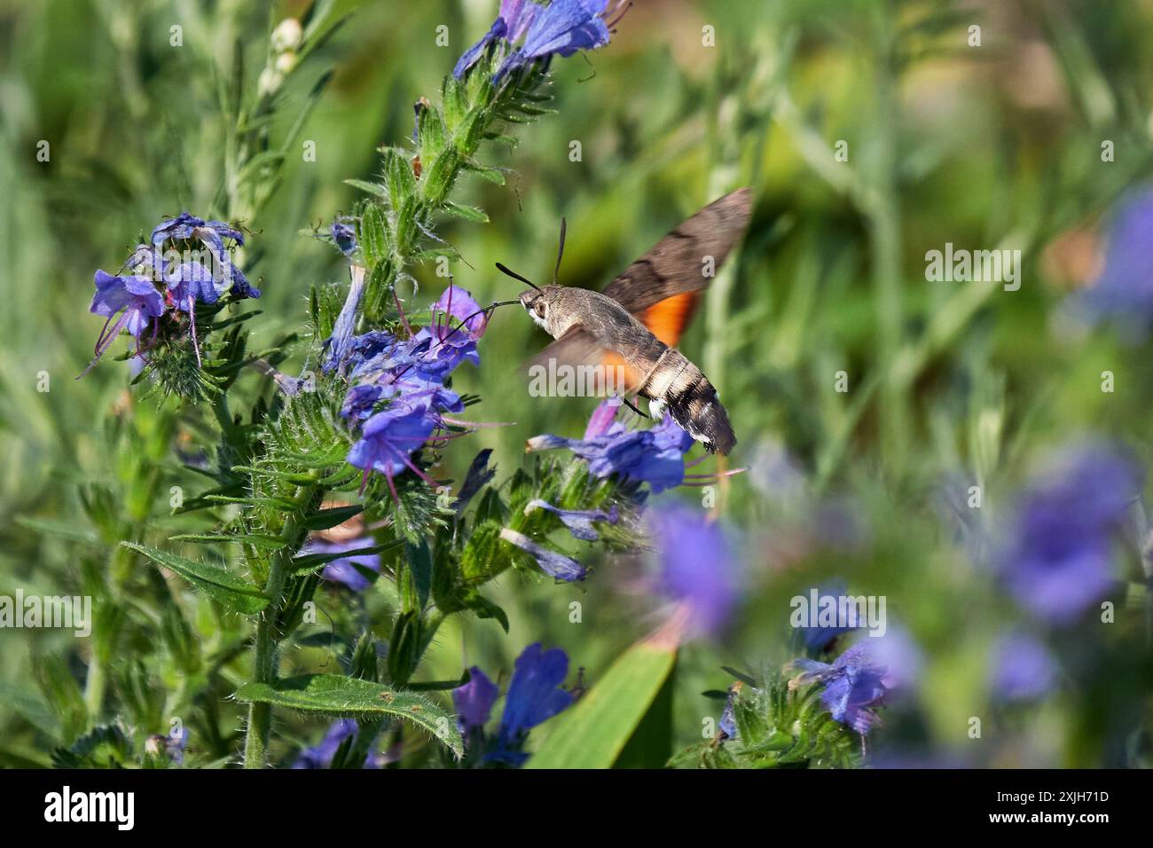 Hummingbird Hawk-Motte (Macroglossum stellatarum) ernährt sich von Blumen Stockfoto