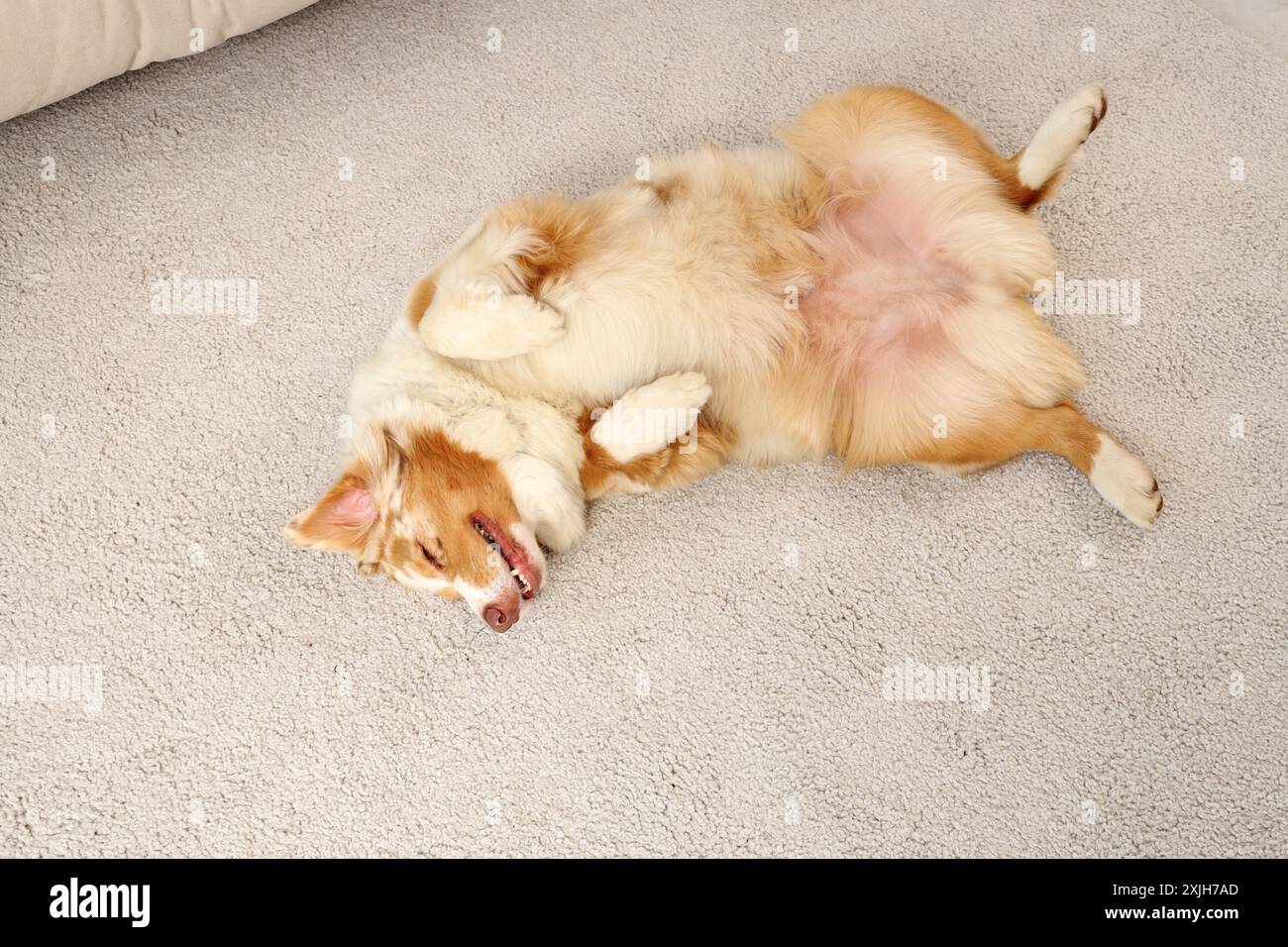 Der australische Schäferhund liegt zu Hause auf dem Teppich Stockfoto