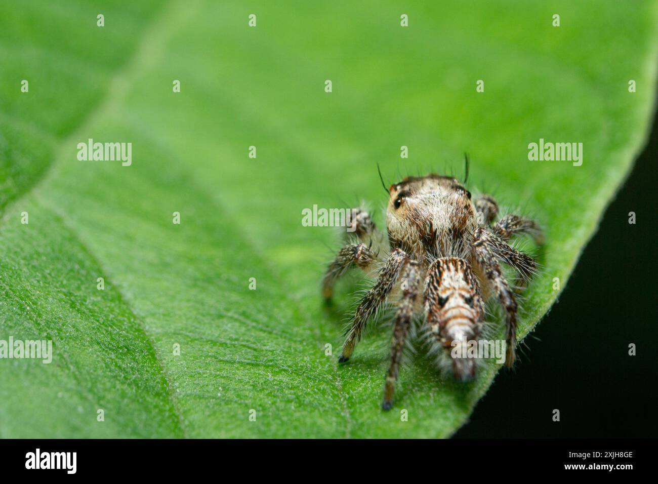 Nahaufnahme der springenden Spinne Hyllus diardi auf dem Blatt mit Bokeh-Hintergrund, Makrofotografie. Kleine Tierwelt. Stockfoto