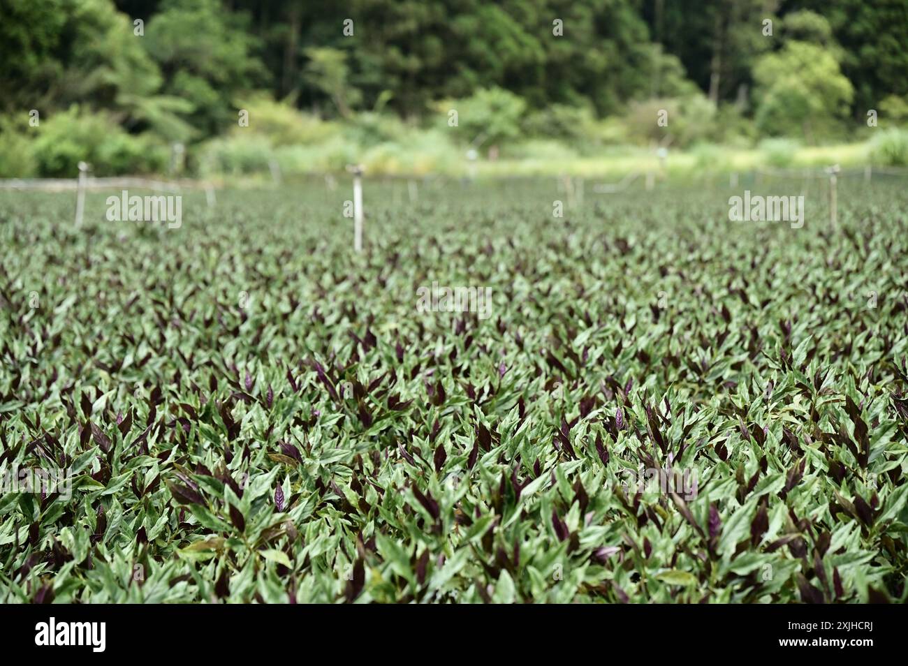 Tauchen Sie ein in die Ruhe eines Sommertages in Yilans Landschaft, wo sich lebhafte rote Amaranthfelder erstrecken, so weit das Auge reicht. Stockfoto