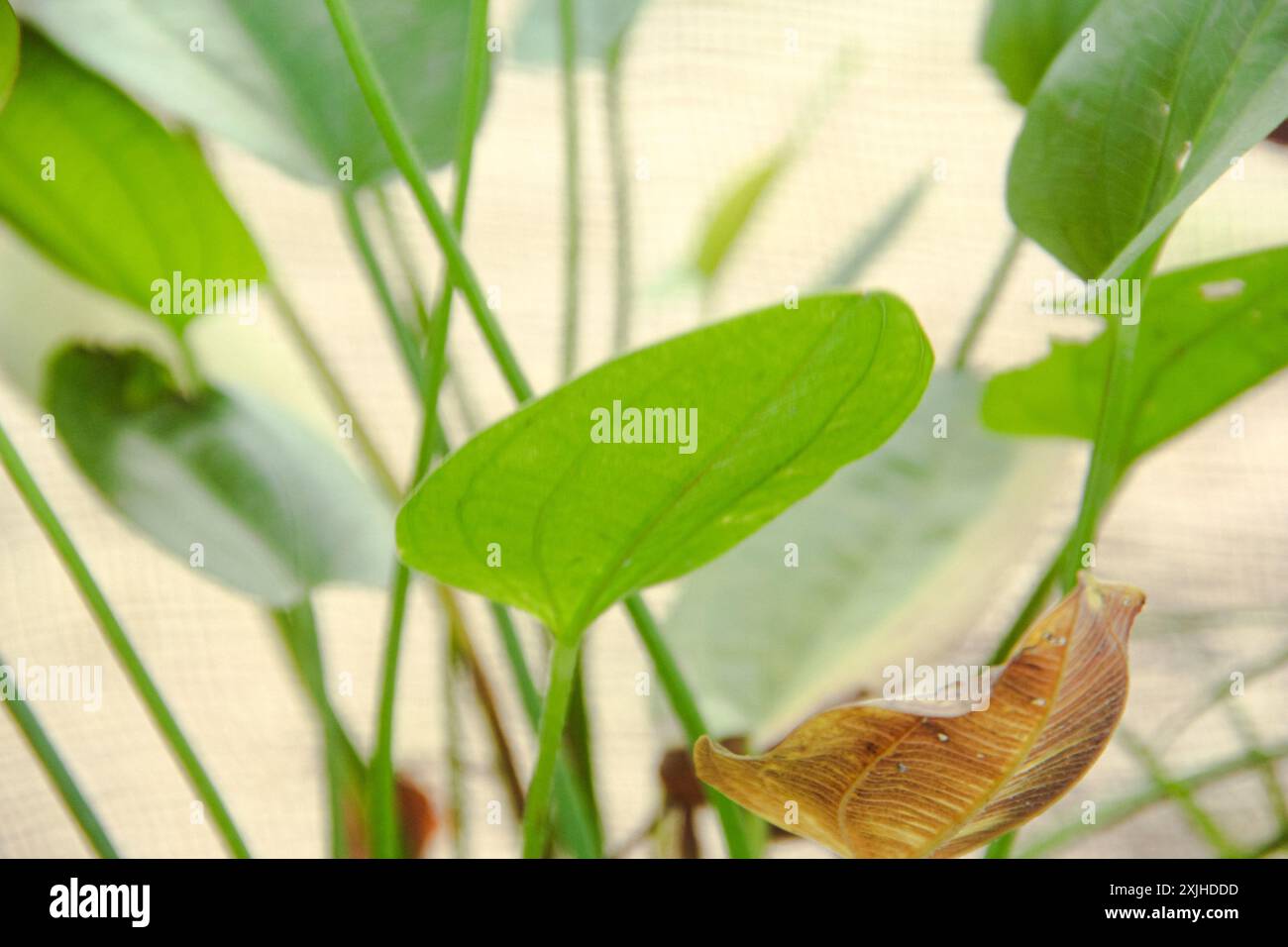 Die Wasserjasminpflanze oder Echinodorus palifolius ist eine Wasserpflanze, in Indonesien wird sie als Wasserjasmin bezeichnet Stockfoto