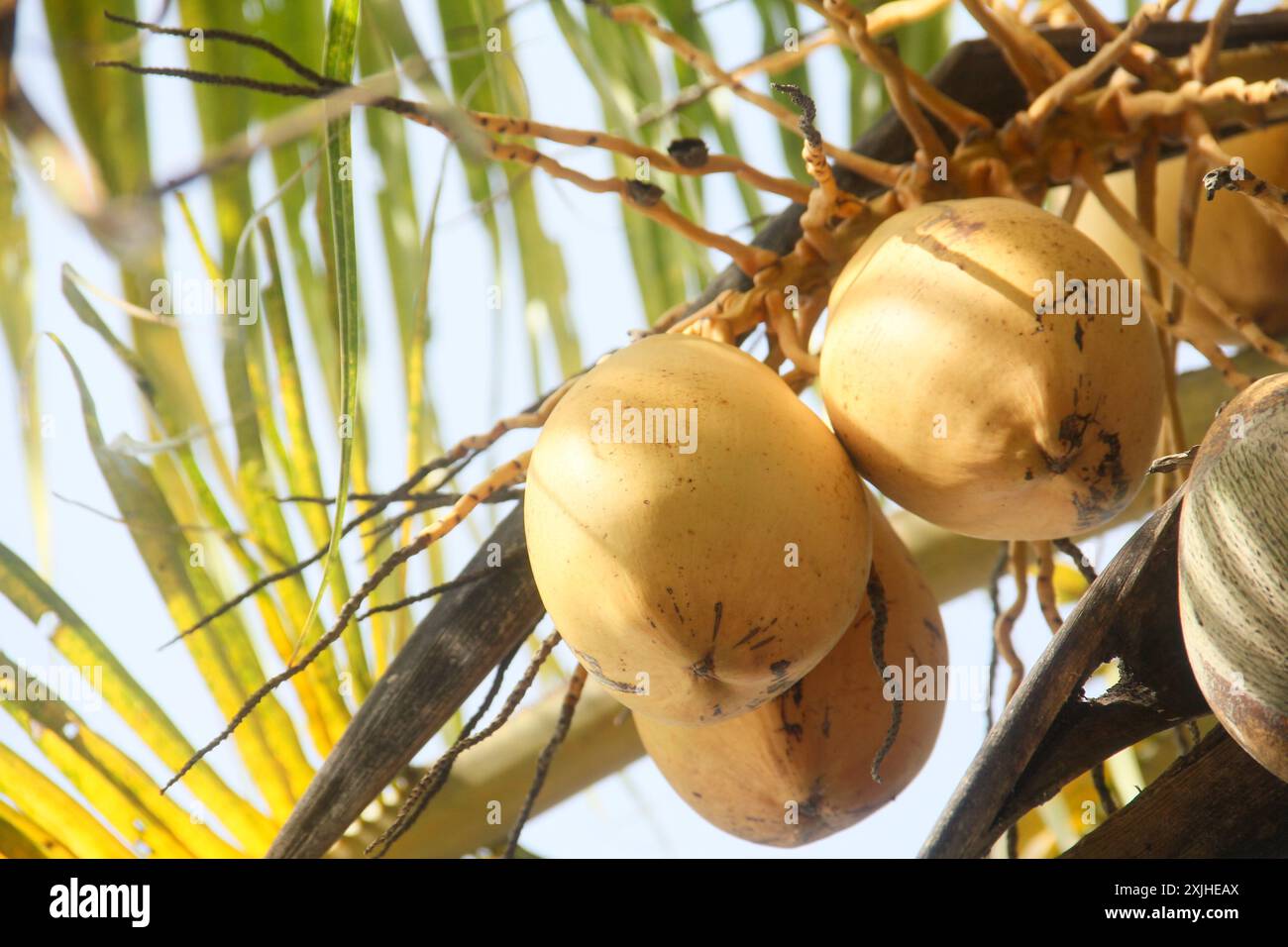 Früchte und gelbe Kokospalmen, die noch auf dem Baum sind Stockfoto