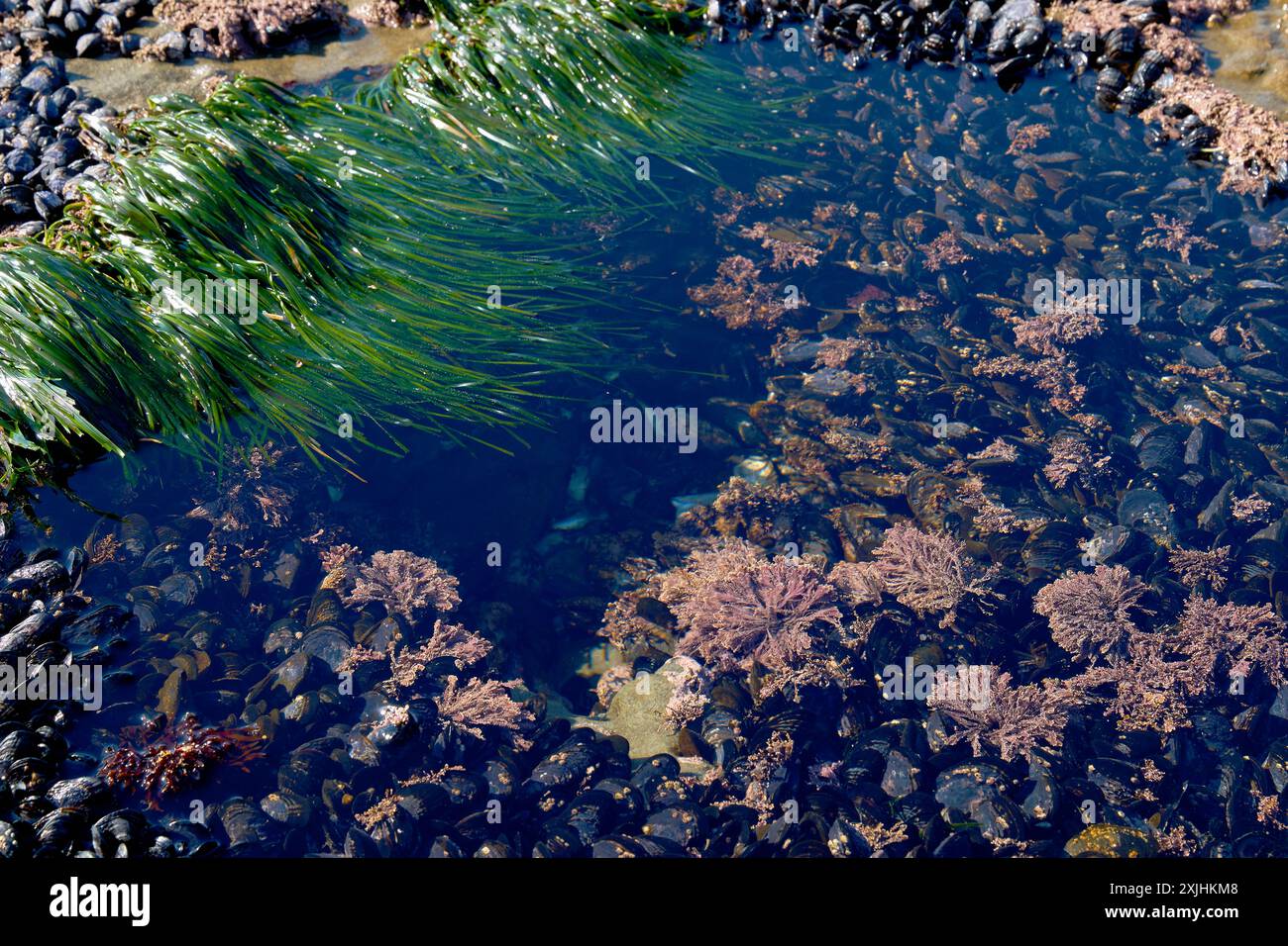 Botanischer Strand Tide Pool und Muscheln. Runder Gezeitenpool, der in das felsige Schelfeige am Botanical Beach mit Muscheln gehauen wurde. In der Nähe von Port Renfrew BC. Stockfoto