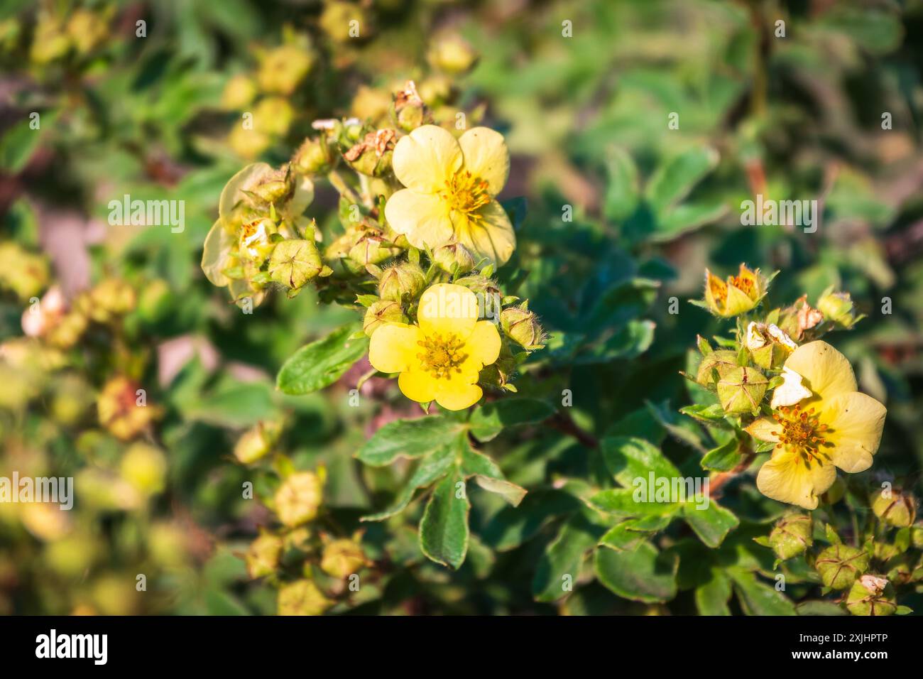 Schöne Nahaufnahme einer Potentilla. Niedlicher Busch mit zarten gelben Blüten Stockfoto