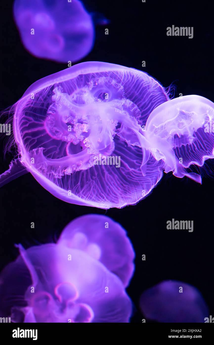 Lichtdurchlässige Mondgelees (Aurelia aurita) unter farbigem Licht im Georgia Aquarium in der Innenstadt von Atlanta, Georgia. (USA) Stockfoto