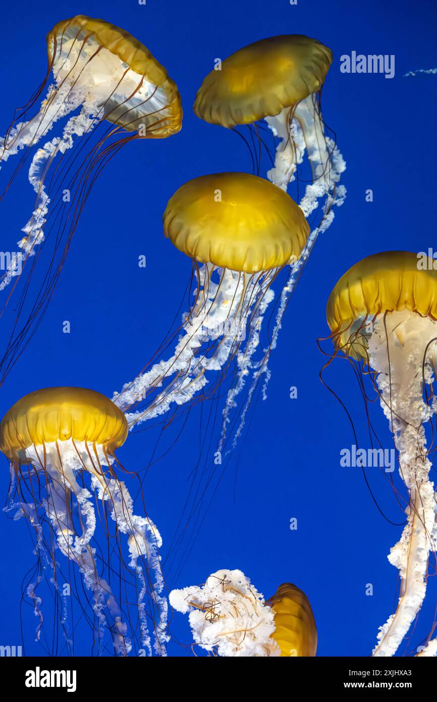 Pazifische Meersaline (Chrysaora fuscescens), auch bekannt als Westküsten-Meersaline, im Georgia Aquarium in der Innenstadt von Atlanta, Georgia. (USA) Stockfoto