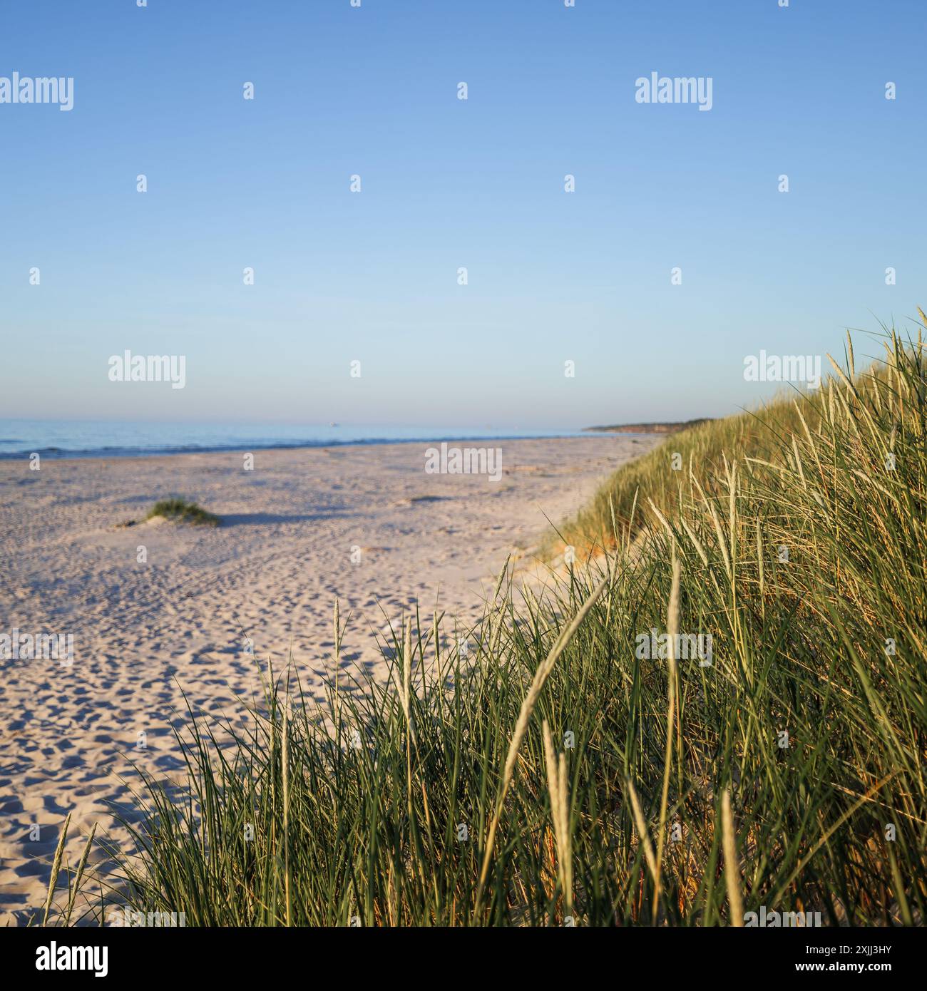 Banner mit einem wunderschönen breiten Strand an der Ostsee. Gräser auf der Düne im Vordergrund. Kopierbereich. Slajszewo, Choczewo, Polen Stockfoto